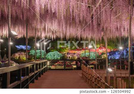 以紫藤為框架拍攝夜間花園 以紫藤為框架拍攝夜間花園 126504992