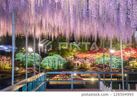 Photographing a night garden using wisteria as a frame Photographing a night garden using wisteria as a frame 126504993