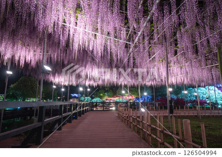 Photographing a night garden using wisteria as a frame Photographing a night garden using wisteria as a frame 126504994