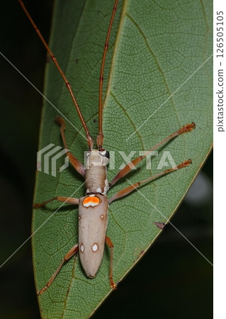 Living creatures, insects, the white long-horned beetle, a gray body with white spots like insect bites. A southern long-horned beetle found in Okinawa Living creatures, insects, the white long-horned beetle, a gray body with white spots like insect bites. A southern long-horned beetle found in Okinawa 126505105