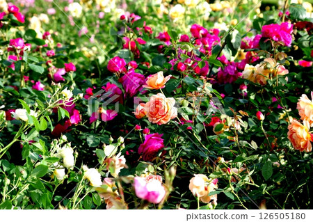 Pink rose and back blur Pink rose and back blur 126505180
