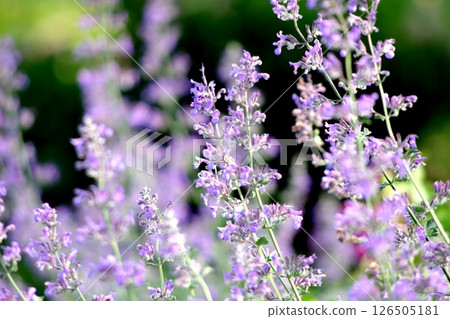 Flower which began to bloom Flower which began to bloom 126505181