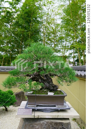7874 盆景黑松盆景 126505232