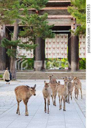 Deer in Nara Park in the morning (Todaiji Temple) Deer in Nara Park in the morning (Todaiji Temple) 126505455