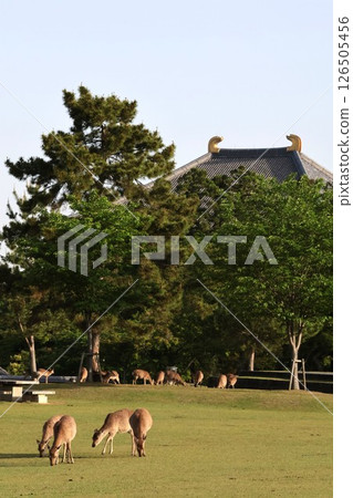Deer in Nara Park in the morning (Todaiji Temple) 126505456
