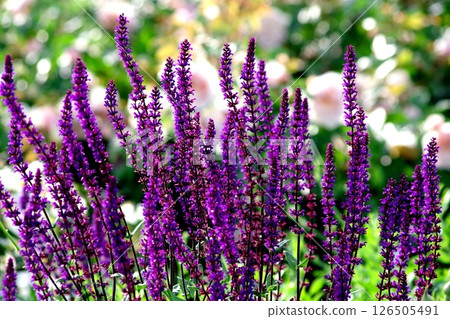 Scenery of flower bed Scenery of flower bed 126505491