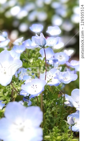藍色的花朵,美麗的粉蝶花田,春天 藍色的花朵,美麗的粉蝶花田,春天 126505514