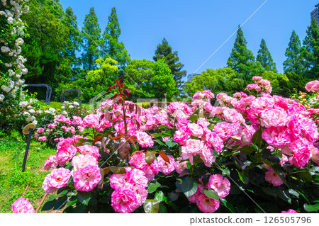 靱公園玫瑰園 靱公園玫瑰園 126505796