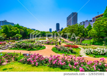 靱公園玫瑰園 靱公園玫瑰園 126505801