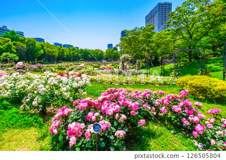 靱公園玫瑰園 靱公園玫瑰園 126505804