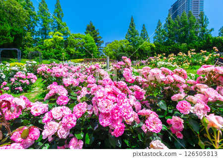 靱公園玫瑰園 126505813