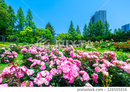 靱公園玫瑰園 靱公園玫瑰園 126505816