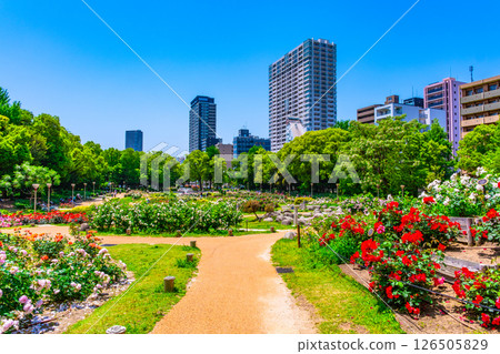 Rose Garden at Utsubo Park Rose Garden at Utsubo Park 126505829