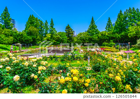 靱公園玫瑰園 126505844