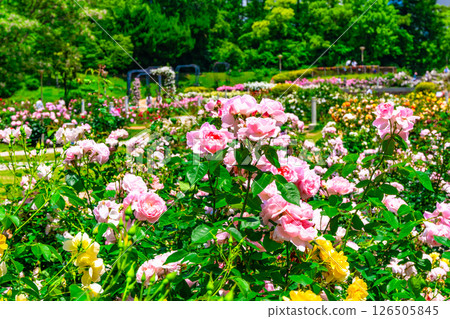 Rose Garden at Utsubo Park Rose Garden at Utsubo Park 126505845