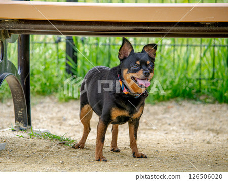 Dogs playing in a dog run 126506020