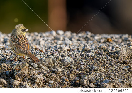 奧吉走在地上，複製空間 126506231