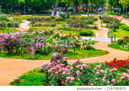 Rose Garden at Utsubo Park Rose Garden at Utsubo Park 126506955