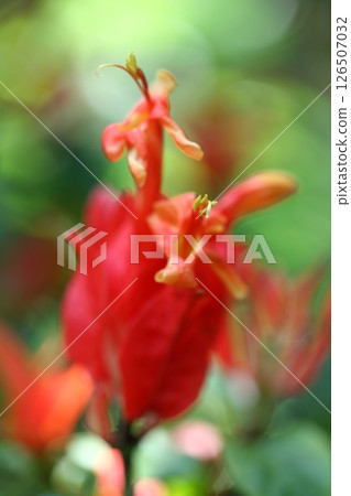 Lyellia colorata flower Lyellia colorata flower 126507032