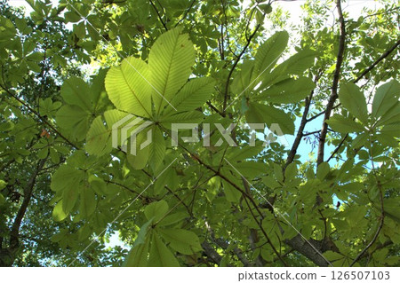 Horse chestnut 126507103