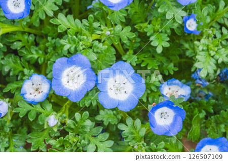 Nemophila 126507109