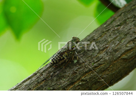 Tsukutsukubi 126507844