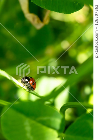 瓢蟲爬上一片葉子,七星瓢蟲 瓢蟲爬上一片葉子,七星瓢蟲 126507862