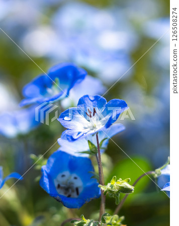 Blue Nemophila Blue Nemophila 126508274