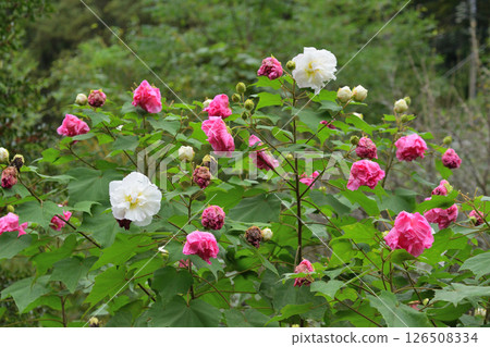 醉酒芙蓉 126508334