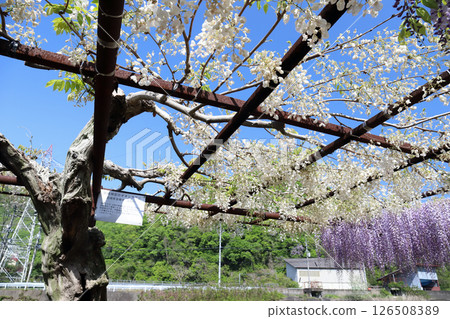 Wake Shrine Fuji Park (Wake Town, Okayama Prefecture) 126508389