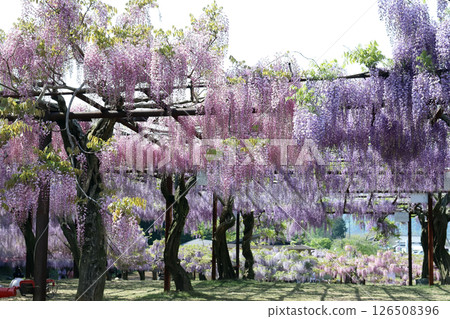 Wake Shrine Fuji Park (Wake Town, Okayama Prefecture) 126508396