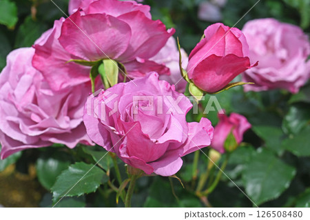Roses 126508480