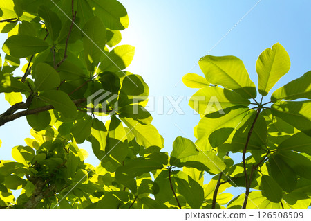 Magnolia, Gifu Prefecture Magnolia, Gifu Prefecture 126508509