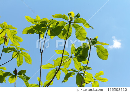 岐阜縣木蘭市 126508510