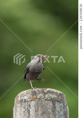 Rock Thrush with one leg raised 126508616