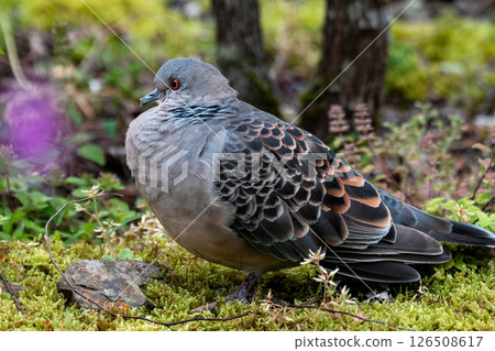 A turtle dove standing in the garden 126508617