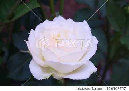 Rose pearl earrings 126508757