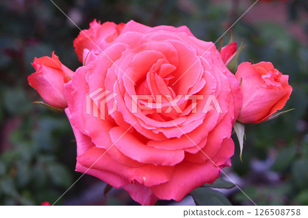 Rose America 126508758