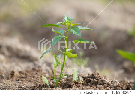 Freshly planted shishito pepper seedlings Freshly planted shishito pepper seedlings 126508894