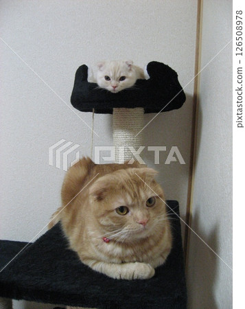 Brother and sister cat 126508978