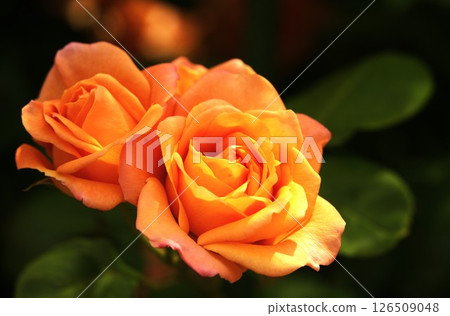 Rose Orange Rose Orange 126509048