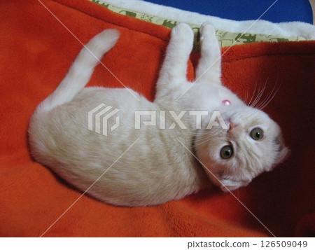 Kitten lying down and staring Kitten lying down and staring 126509049