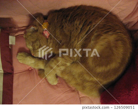 Sleeping cat 126509051