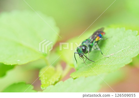 紅斑霸鶲:一種美麗的昆蟲 紅斑霸鶲:一種美麗的昆蟲 126509055
