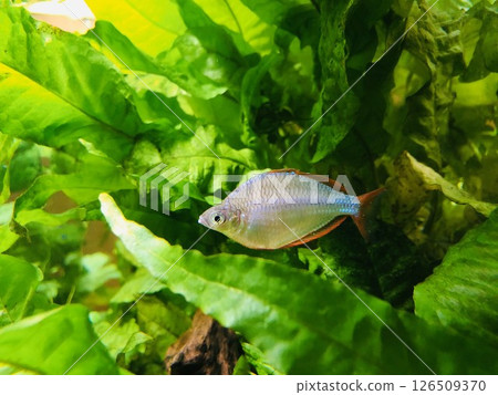 Neon Dwarf Rainbow Tropical fish Freshwater fish Ornamental fish Neon Dwarf Rainbow Tropical fish Freshwater fish Ornamental fish 126509370