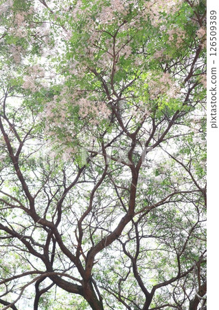 檀香樹和花 126509389