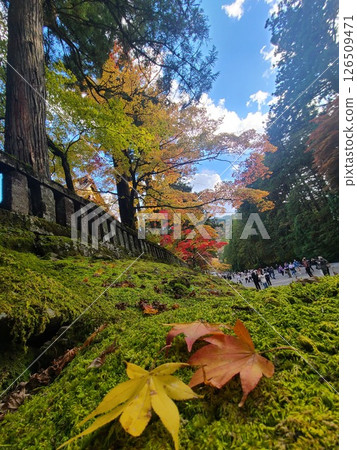 風景與秋天的落葉 風景與秋天的落葉 126509471