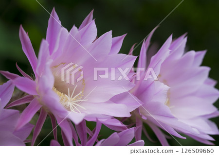 Pink cactus flower 126509660