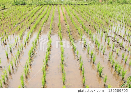 水稻插秧後的稻田 126509705