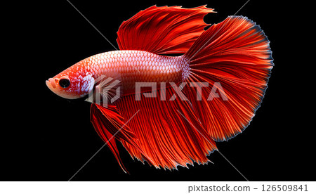 A vibrant red Betta fish with flowing fins on a black background. 126509841